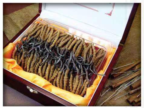 鄂托克前冬虫夏草回收